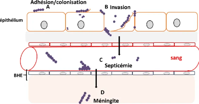 Fig. 7. Schéma représentant les différentes étapes d’une infection invasive à SGB. 