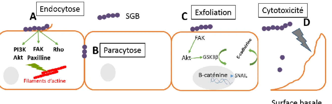 Fig.  8.  Représentation  schématique  des  principaux  mécanismes  d’invasion  de  barrières  cellulaires par SGB