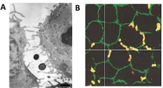 Fig. 10. Franchissement de monocouches de cellules humaines par le SGB via un mécanisme  de paracytose