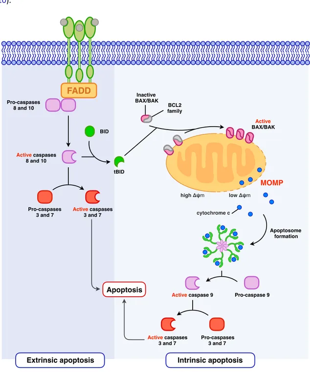 Figure	6.	Extrinsic	and	intrinsic	apoptoFc	signaling	pathways.	