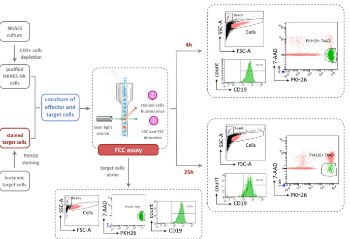 Figure	 10.	 Flow	 cytometry-based	 cytotoxicity	 (FCC)	 assay	 (representa7ve	 dot	 plots	 with	 REH	cell	line	as	target	and	an	E:T	ra7o	=	4:1).	