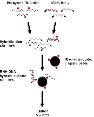 Figure 21: Summary of the enrichment procedure used during this project 