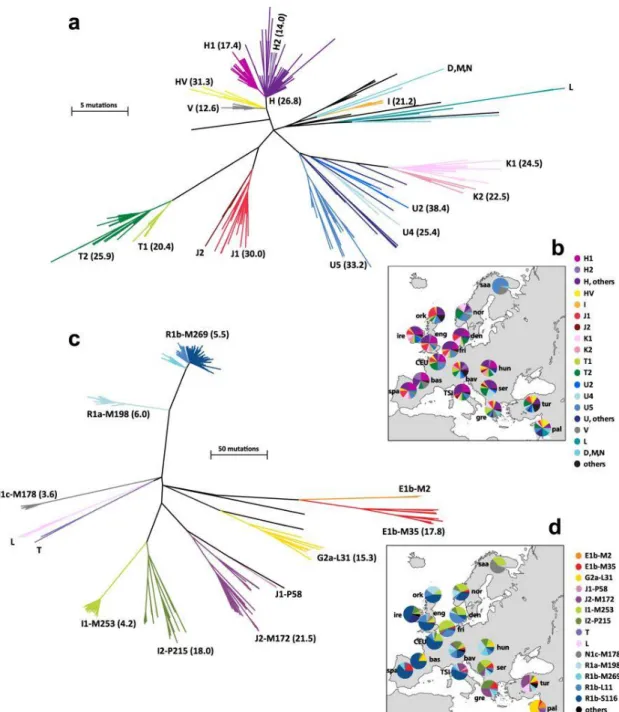 Figure 7: Phylogenies and geographical distributions of European mtDNA and Y  chromosome lineages