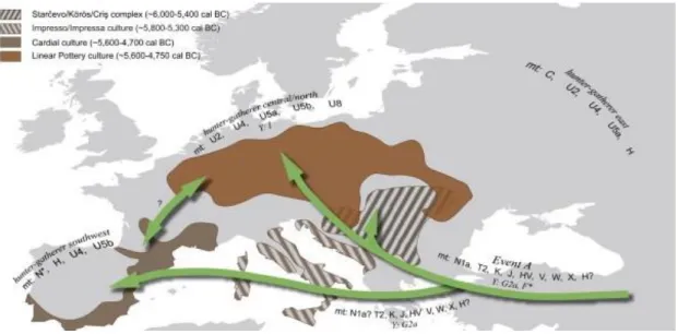 Figure 12: Spread of the Neolithic into Europe and associated haplogroups  (Brandt et al