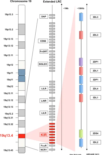 Figure  9  :  Le  Leukocyte  Receptor  Complex  (dont  la  région  19q13.4),  contenant  en  particulier des gènes codant pour les KIR, la protéine adaptatrice DAP et le gène NCR1
