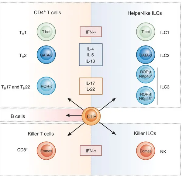 Figure  10  :  Parallèle  entre  les  lymphocytes  T  du  système  immunitaire  adaptatif  et  les  cellules lymphoïdes innées (ILCs)