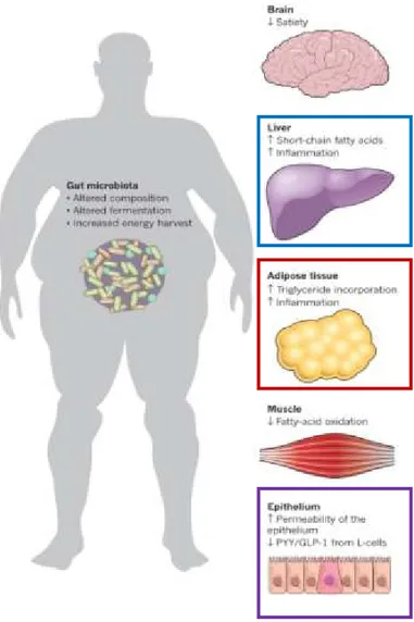 Figure 1: Features of the gut microbiota that promote obesity and insulin resistance (Tremaroli and  Backhed 2012)