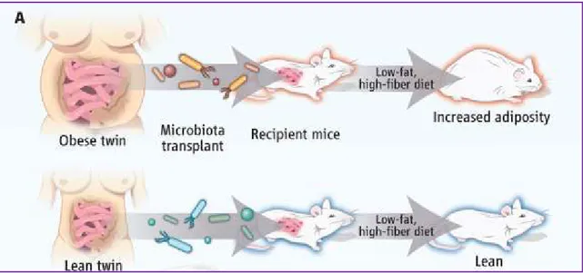 Figure 25. Human microbiota transfer into mice induces transfer of phenotypic characteristics (Walker  and Parkhill 2013)