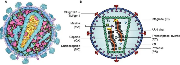 Figure 3. Structure et composition de la particule virale du VIH-1. 