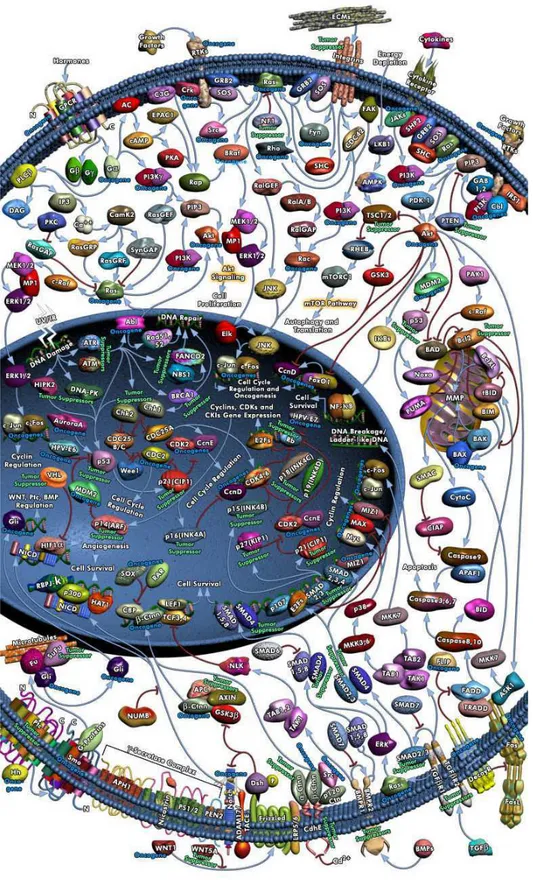 Figure 1 : Schéma des voies de signalisation impliquées dans les cellules  cancéreuses  