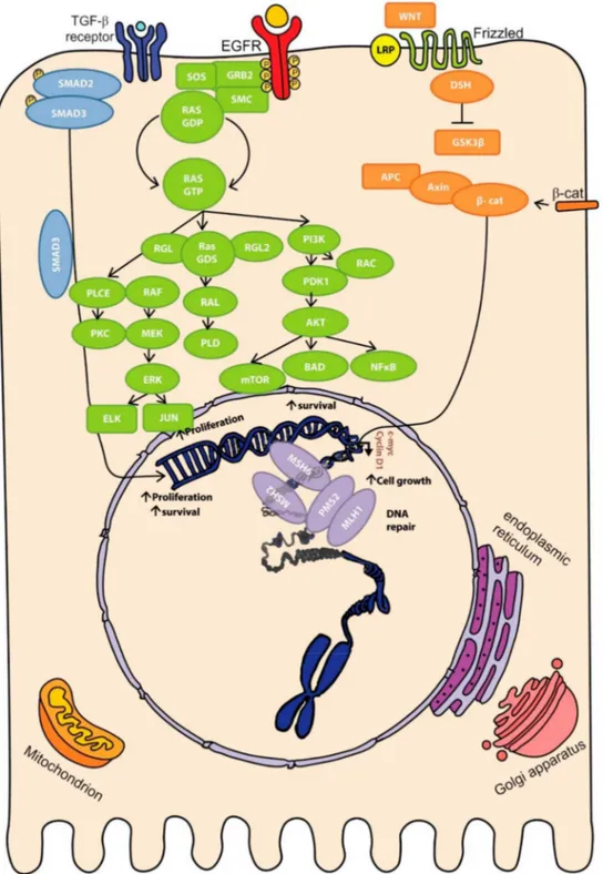 Figure 4 : Voies moléculaires impliquées dans la carcinogenèse colorectale 
