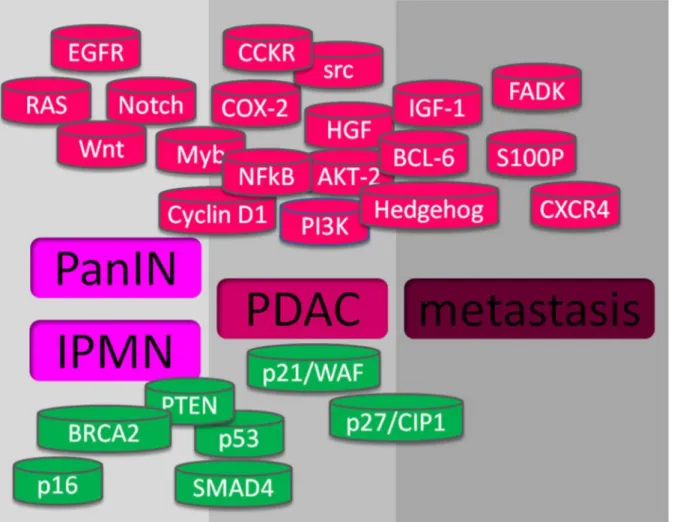 Figure 6 : Ensemble des gènes altérés dans le cancer du pancréas.  
