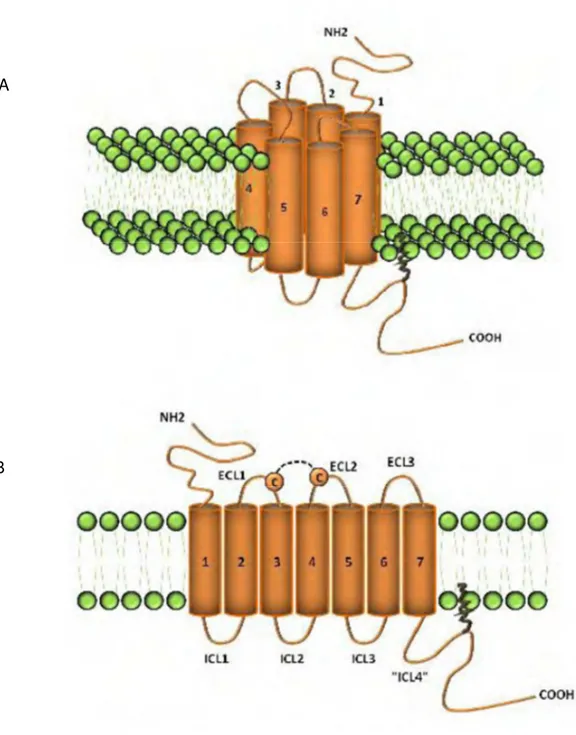Figure 7 : Structure schématique générale des récepteurs couplés aux  protéines G 