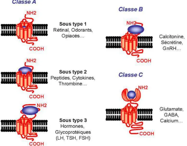 Figure 8 : Les différentes classes A à C de récepteurs couplés aux  protéines G 