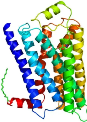 Figure 10 : Structure cristallographiée du récepteur β-2 adrénergique avec  le lysosyme T4 