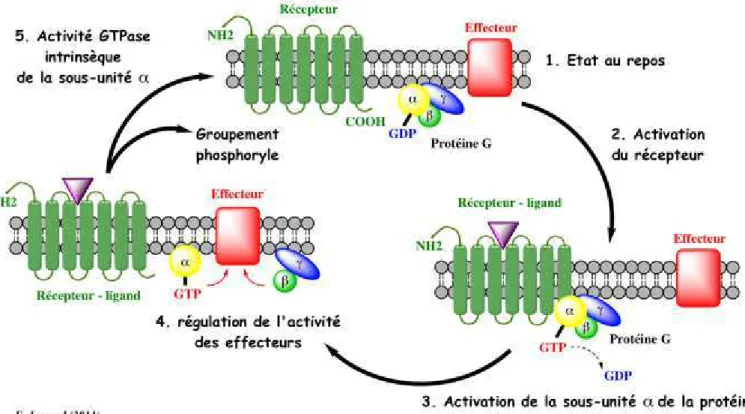 Figure 11 : Cycle d’activation des protéines G 