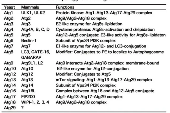 Tableau 3 : Liste des ATG des levures et correspondances avec les gènes des mamiffères   (http://www0.nih.go.jp/niid/biochem/2nd/eautophagy8.html)