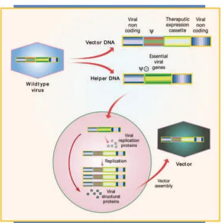 Figure 6 : Principe de production d’un vecteur viral pour la thérapie génique.  