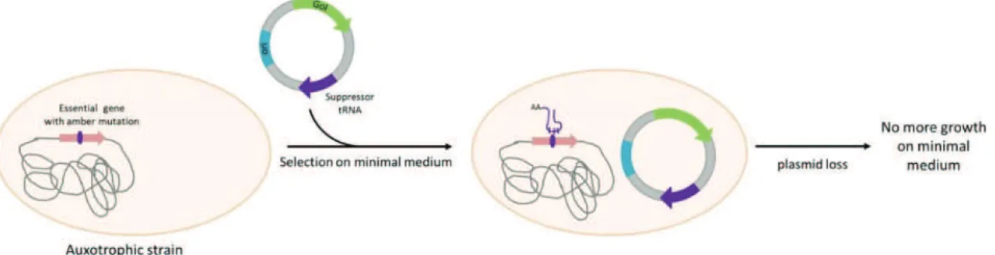 Figure 22: Sélection et maintien d'un plasmide par suppression d'une mutation non-sens