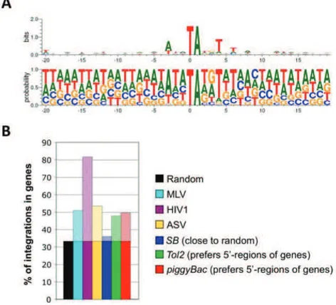 Figure 33 : Profil d’intégration du transposon Sleeping Beauty dans le génome eucaryote