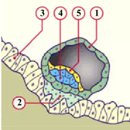 Figure 2: Représentation schématique des principales étapes de l’implantation (stade prélacunaire)