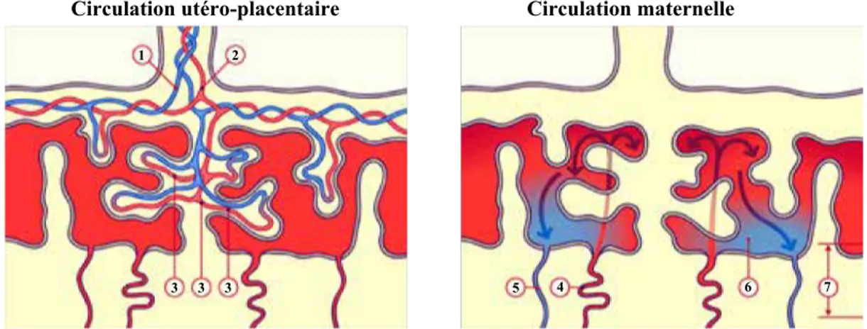 Figure 6: Représentation schématique de la circulation fœtale et maternelle.