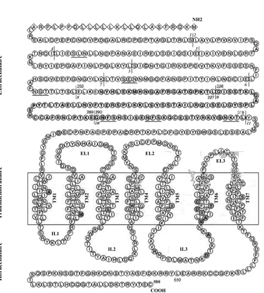 Figure 26: Représentation schématique de la séquence peptidique du R-LH/CG.