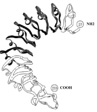 Figure 28 B: Représentation schématique du domaine LRR du R-LH/CG .  (d’après bioinfo.mbb.yale.edu).