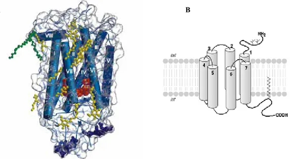 Figure 29: Représentation schématique du domaine transmembranaire de la Rhodopsine. A: (d’après  www.bioinformatics.org )