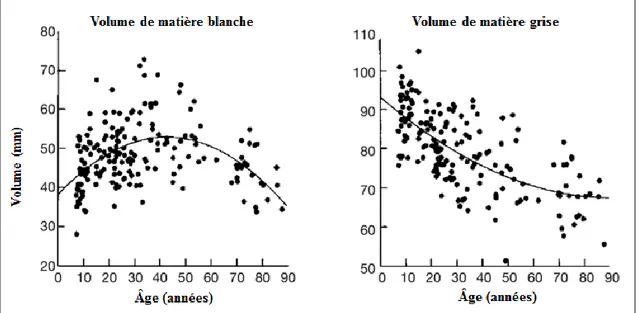 Figure 5 : Volumes de la matière grise et blanche chez des sujets ‘sains’ acquis grâce à l’IRM