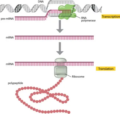 Figure 2.1: Consequences of the Central Dogma of molecular biology: transcrip- transcrip-tion and translatranscrip-tion
