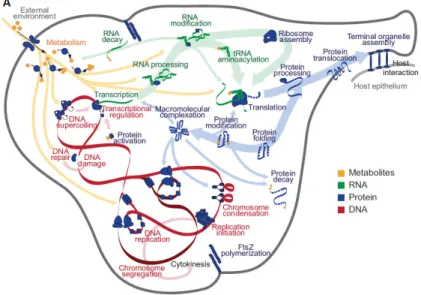 Figure 2.7: Cell mechanisms modeled in Karr’s model