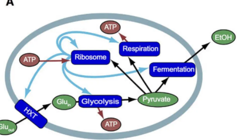Figure 2.8: Model developed by Wortel et al.