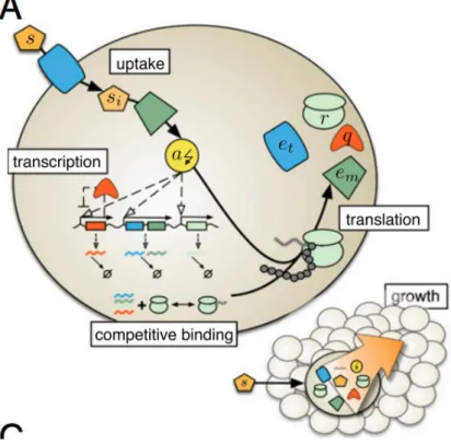 Figure 2.9: Model developed by Weiße et al.