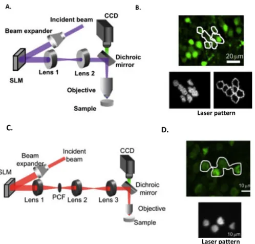 Figure 4 Parallel optical techniques for two-photon optogenetics. A: Schema of an optical holographic set up,  and (B) few example of excitation pattern of a group of cells and its contour C: Schema of an optical GPC set  up and (D) example of excitation s