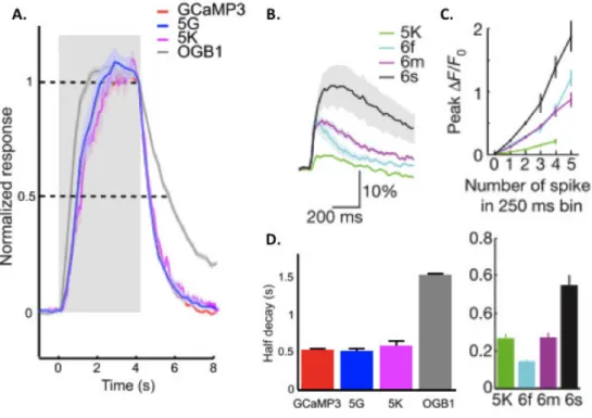 Figure 9 Kinetics of OGB-1 compared with GCaMP protein family. Normalized fluorescence response in time  (A)