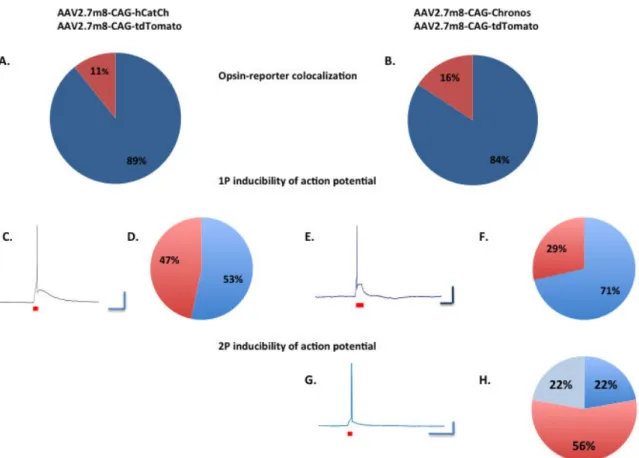 Figure 20 Summary of co-expression obtained by opsin and reporter (tdTomato) sequence injection into mouse  primary visual cortex, using AAV2.7m8 serotype
