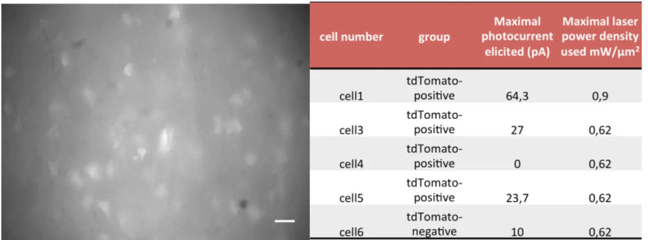 Figure 23 Expression of AAV9.2YF-Chronos virus in the neuronal tissue. Left: tdTomato expression labels the  neurons  enabling  targeting