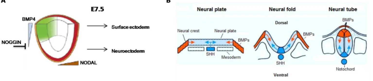 Figure  5:  Différenciation  du  neuroectoderme  (modifié  d’après  Li  et  al.  2013)  et  neurulation  (modifié  d’après  un  cours  de  l’université  de  l’Utah)