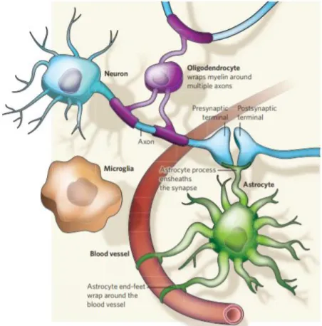 Figure  9:  Composition  d’une  synapse  (extrait  de  Allen  et  al.  2009).  L’axone  du  neurone 