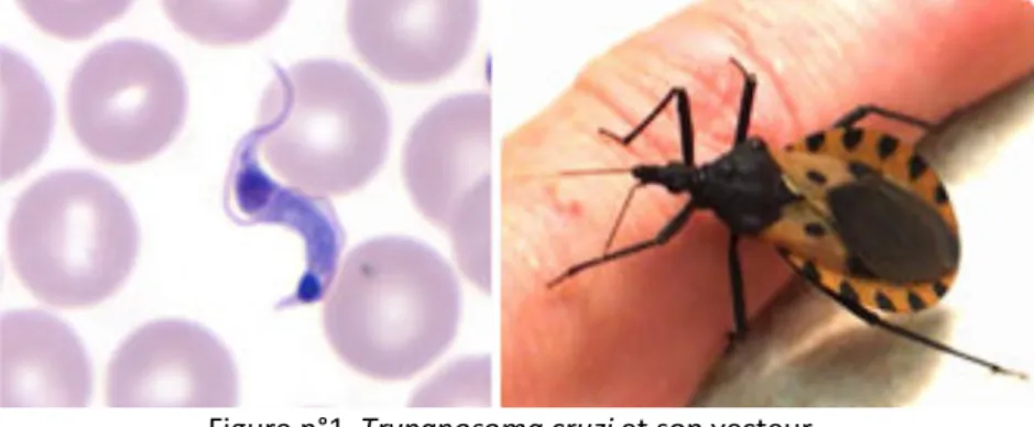 Figure n°1. Trypanosoma cruzi et son vecteur.  Source :  Site du CDC . 