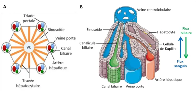 Figure 2. Représentation schématique de la structure du foie. 