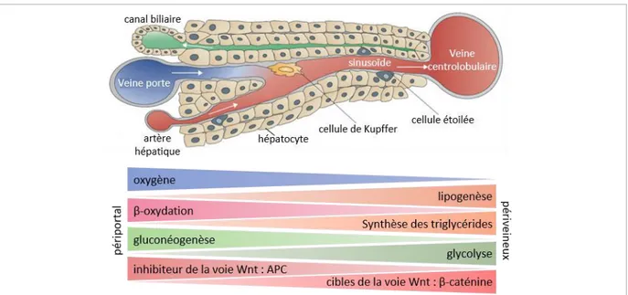 Figure 5. Représentation schématique de la zonation métabolique du lobule hépatique. 