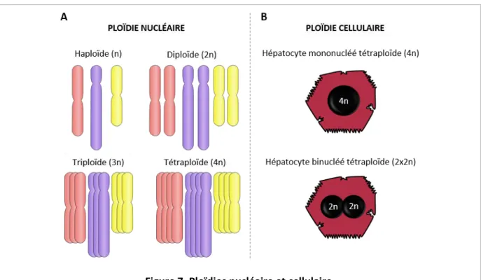 Figure 7. Ploïdies nucléaire et cellulaire. 