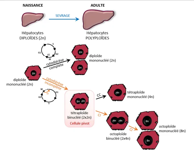 Figure 8. Polyploïdisation hépatocytaire pendant le développement post-natal. 
