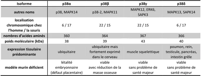 Table 1. Propriétés des quatre isoformes de la famille des MAPKs p38. 