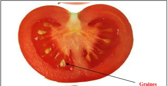 Figure n° 04 : Graine de tomate 