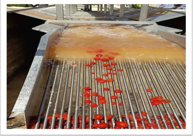 Figure n°11 : le lavage de tomate récolte 