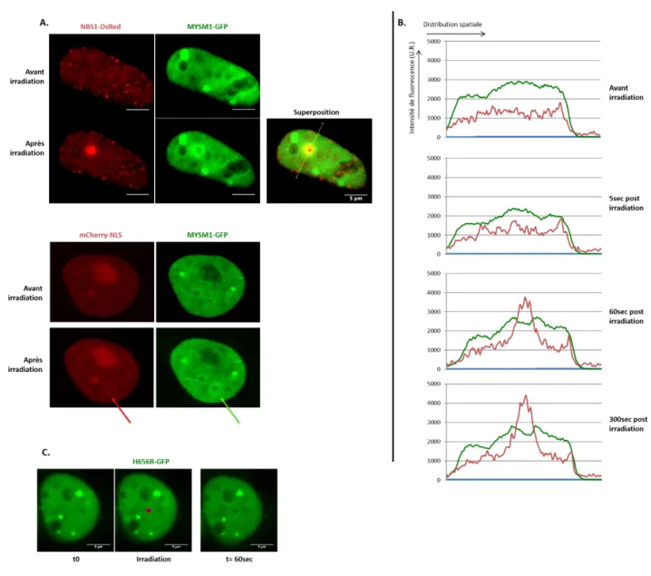 Figure 6 : Expériences de microirradiation laser réalisées au sein de cellules HEK293T  (A.)  Des  cellules  HEK293T  ont  été  transfectées  afin  de  coexprimer  MYSM1-GFP  et   NBS1-DsRED