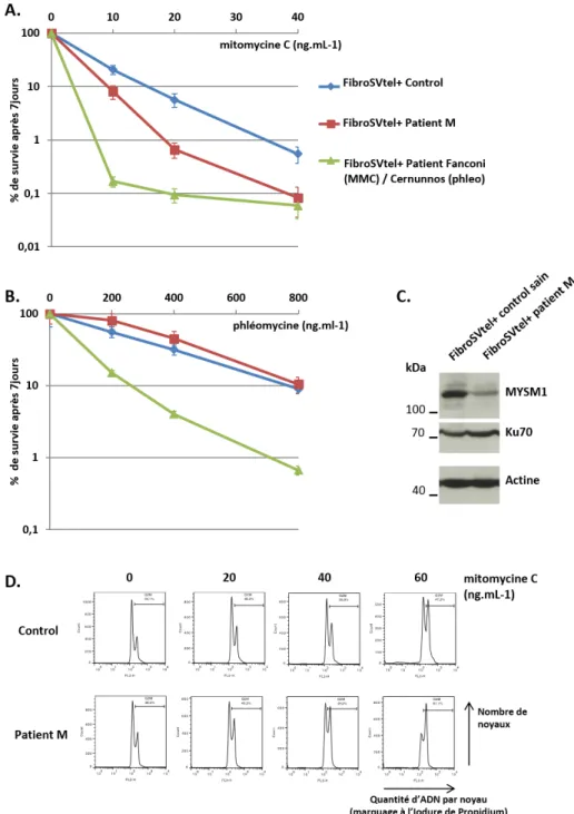 Figure 8 : Evaluation de la stabilité d’H656R et de la sensibilité à la phléomycine et MMC  au sein des fibroSVtel+ du patient M